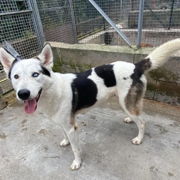 BLADE dolce ed affettuoso INCROCIO HUSKY cerca casa | Foto 0