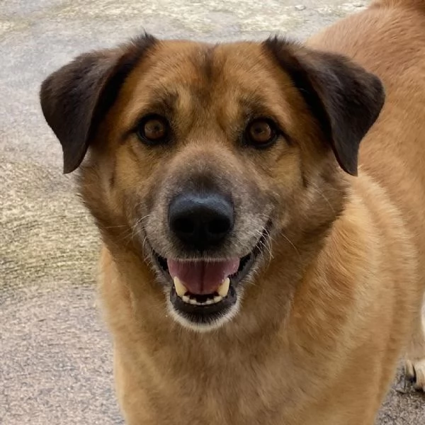 EZIO il gentleman del canile cerca adozione - 4 anni e mezzo taglia media