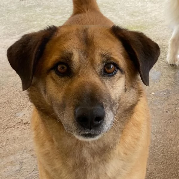 EZIO il gentleman del canile cerca adozione - 4 anni e mezzo taglia media | Foto 4