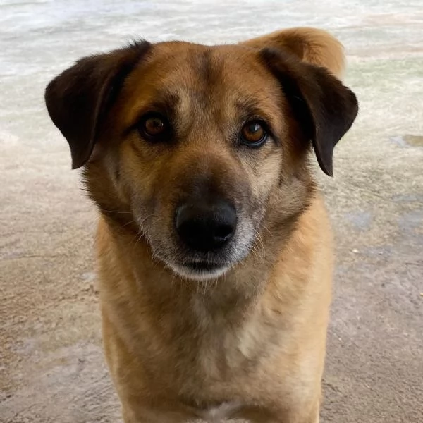 EZIO il gentleman del canile cerca adozione - 4 anni e mezzo taglia media | Foto 3