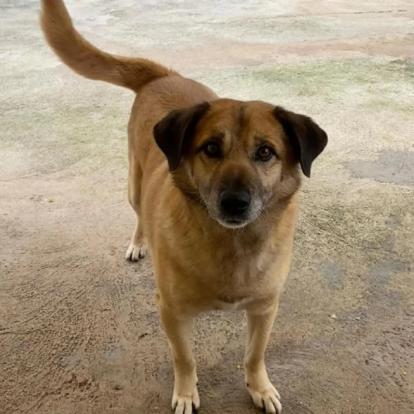 EZIO il gentleman del canile cerca adozione - 4 anni e mezzo taglia media | Foto 2