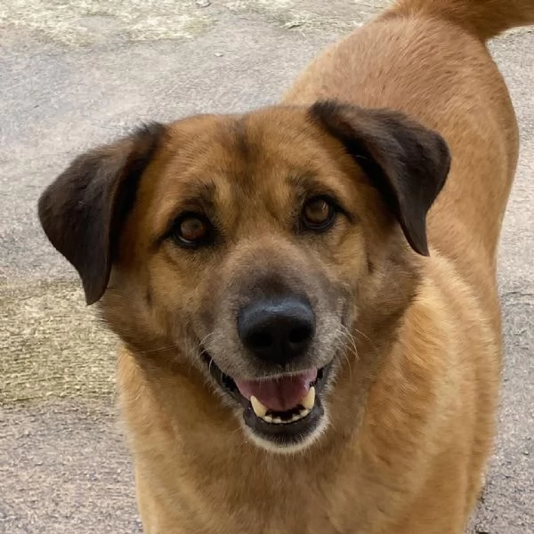 EZIO il gentleman del canile cerca adozione - 4 anni e mezzo taglia media | Foto 1