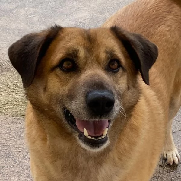 EZIO il gentleman del canile cerca adozione - 4 anni e mezzo taglia media | Foto 0