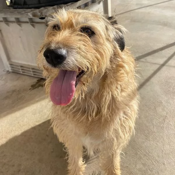 REX spinone 7 anni cerca adozione - dolce delicato e coccolone | Foto 4