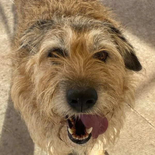 REX spinone 7 anni cerca adozione - dolce delicato e coccolone | Foto 3