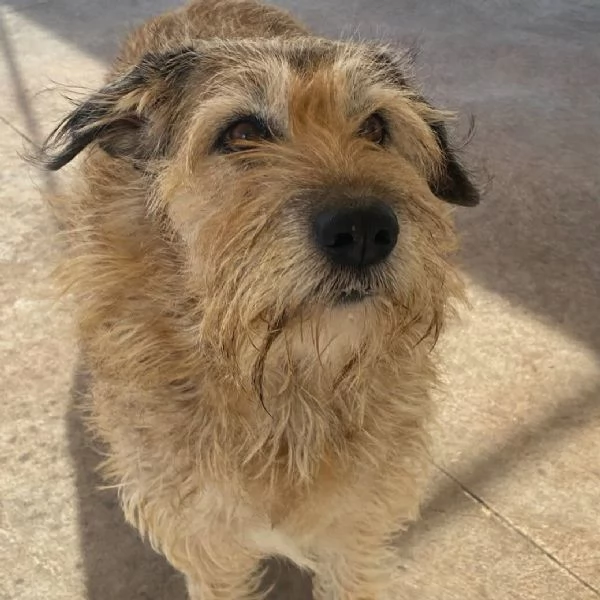 REX spinone 7 anni cerca adozione - dolce delicato e coccolone | Foto 2