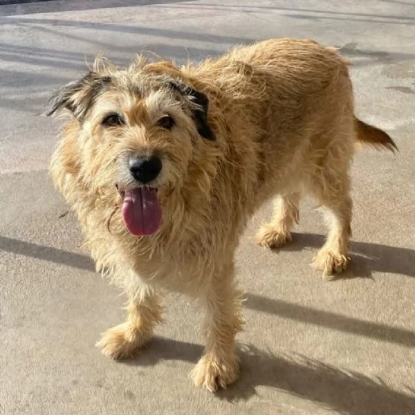 REX spinone 7 anni cerca adozione - dolce delicato e coccolone | Foto 1