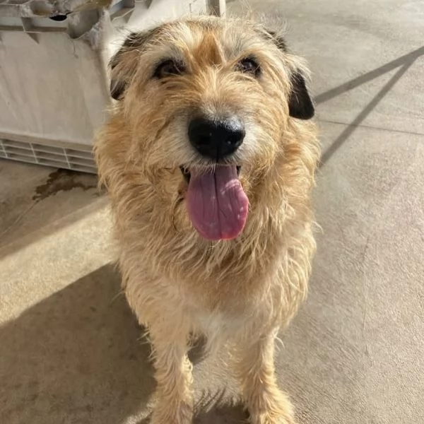 REX spinone 7 anni cerca adozione - dolce delicato e coccolone