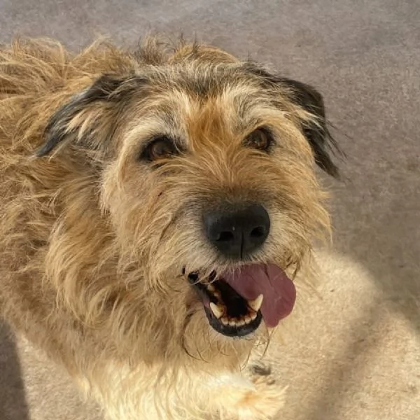 REX spinone 7 anni cerca adozione - dolce delicato e coccolone | Foto 0