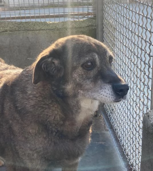 TIMON dolce cagnolino 9 anni cerca adozione (in canile - rinuncia proprietà) | Foto 3