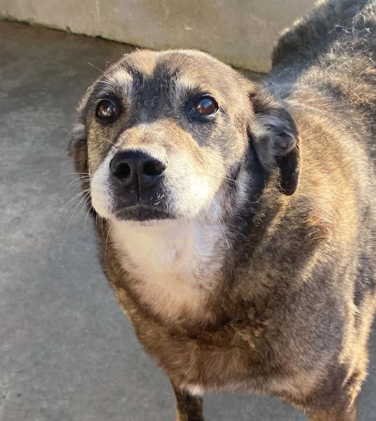 TIMON dolce cagnolino 9 anni cerca adozione (in canile - rinuncia proprietà) | Foto 2