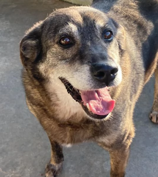 TIMON dolce cagnolino 9 anni cerca adozione (in canile - rinuncia proprietà) | Foto 1