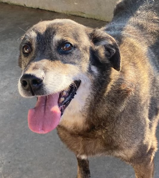 TIMON dolce cagnolino 9 anni cerca adozione (in canile - rinuncia proprietà) | Foto 0