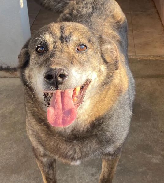 TIMON dolce cagnolino 9 anni cerca adozione (in canile - rinuncia proprietà)