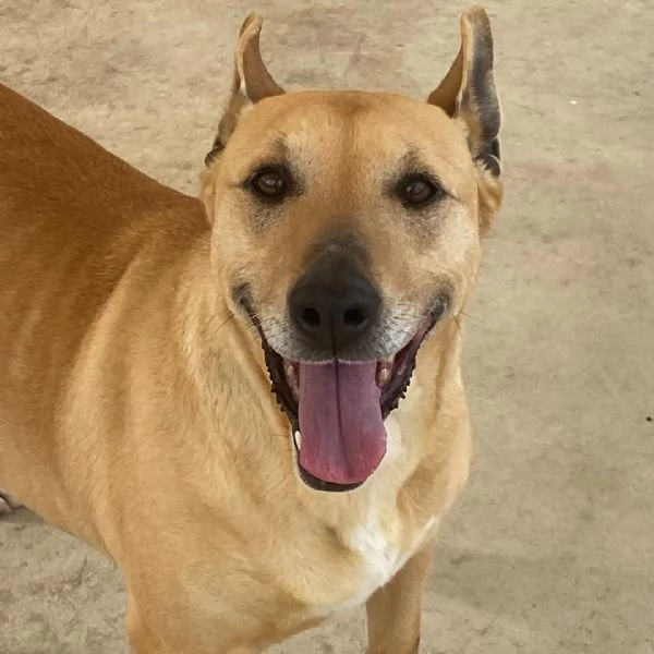 Dinamite 9 anni - una esplosione di allegria e dolcezza CERCA CASA | Foto 3