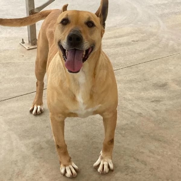 Dinamite 9 anni - una esplosione di allegria e dolcezza CERCA CASA | Foto 2