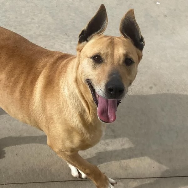 Dinamite 9 anni - una esplosione di allegria e dolcezza CERCA CASA | Foto 0