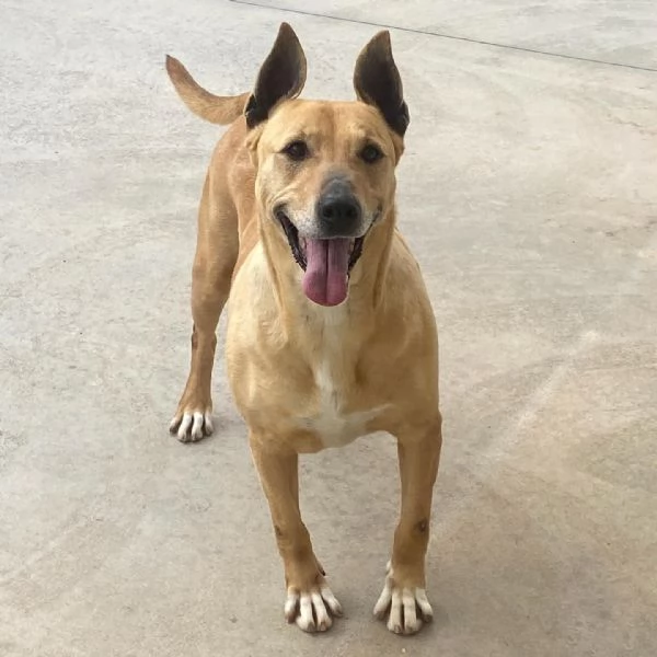 Dinamite 9 anni - una esplosione di allegria e dolcezza CERCA CASA