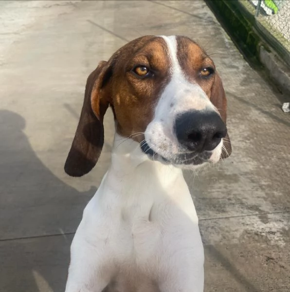 KAOS cucciolone 1 anno cerca casa - allegro giocherellone e dinamico | Foto 5