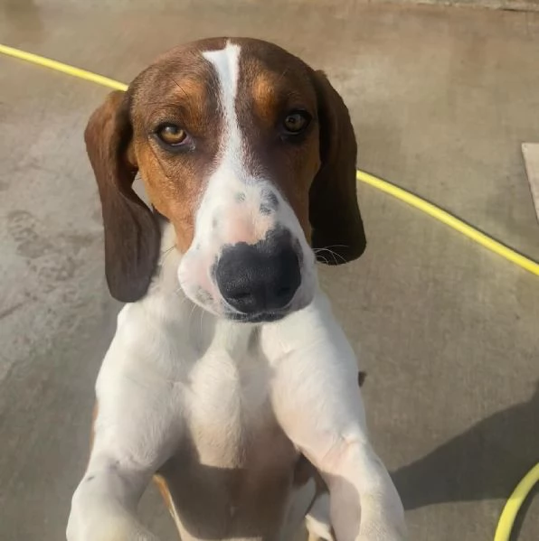 KAOS cucciolone 1 anno cerca casa - allegro giocherellone e dinamico