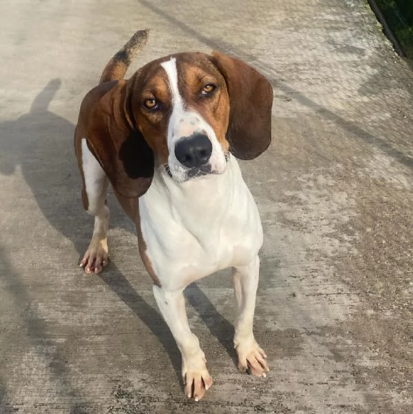 KAOS cucciolone 1 anno cerca casa - allegro giocherellone e dinamico | Foto 4