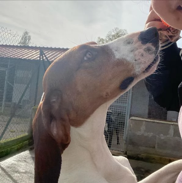 KAOS cucciolone 1 anno cerca casa - allegro giocherellone e dinamico | Foto 3