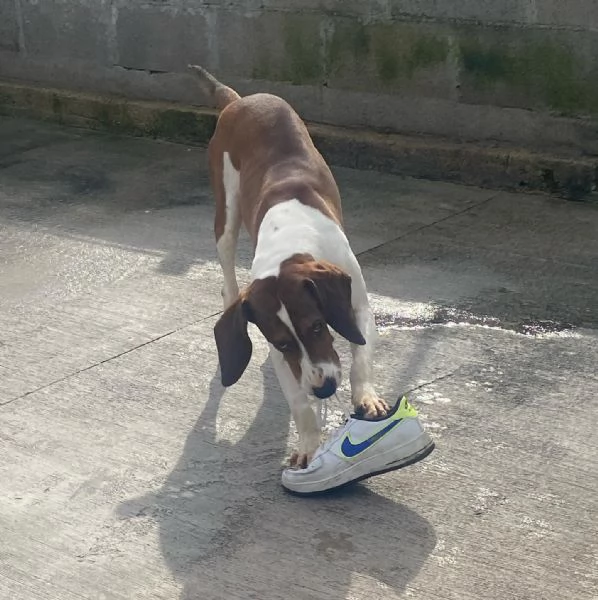 KAOS cucciolone 1 anno cerca casa - allegro giocherellone e dinamico | Foto 2