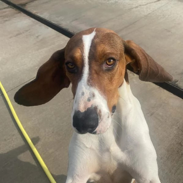 KAOS cucciolone 1 anno cerca casa - allegro giocherellone e dinamico | Foto 1