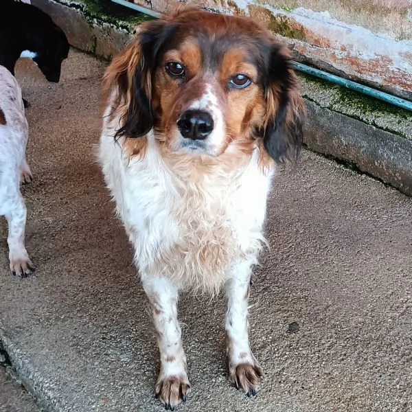 BETTY bellissima cagnolina SPRINGER SPANIEL cerca adozione | Foto 2