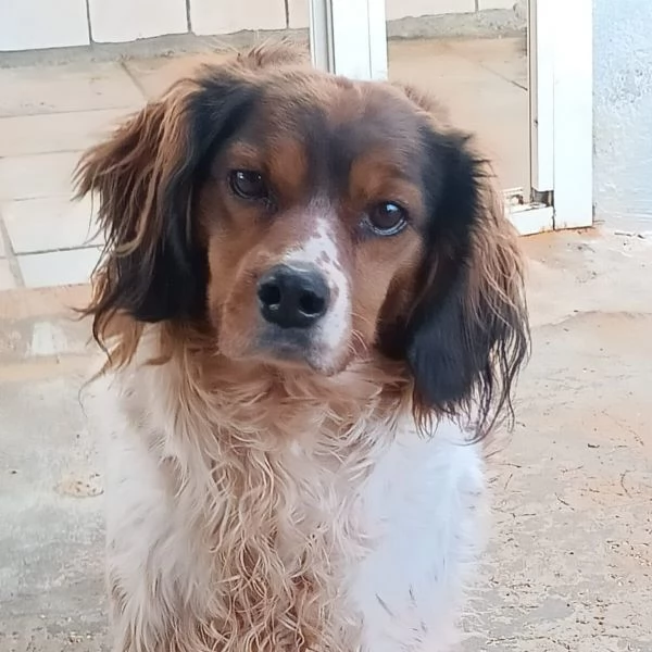 BETTY bellissima cagnolina SPRINGER SPANIEL cerca adozione | Foto 1