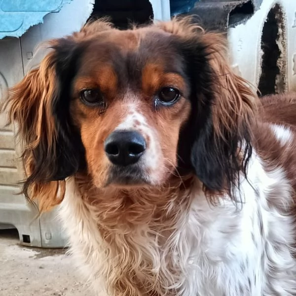 BETTY bellissima cagnolina SPRINGER SPANIEL cerca adozione | Foto 0