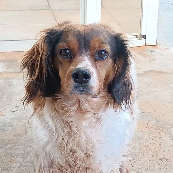 BETTY bellissima cagnolina SPRINGER SPANIEL cerca adozione