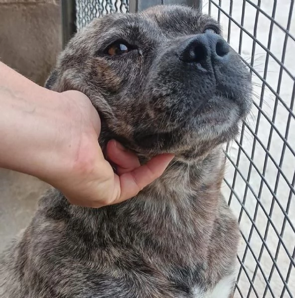 CETTINA dolce simil pit 3 anni cerca casa | Foto 3