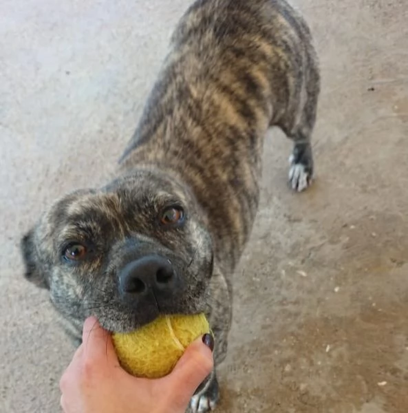 CETTINA dolce simil pit 3 anni cerca casa