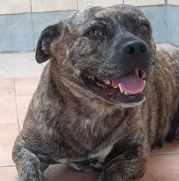 CETTINA dolce simil pit 3 anni cerca casa | Foto 2