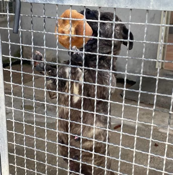 CETTINA dolce simil pit 3 anni cerca casa | Foto 1