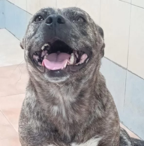 CETTINA dolce simil pit 3 anni cerca casa | Foto 0