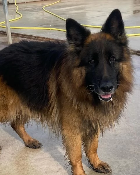 HULK meraviglioso PASTORE TEDESCO a pelo lungo cerca adozione | Foto 4