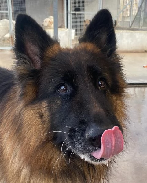 HULK meraviglioso PASTORE TEDESCO a pelo lungo cerca adozione | Foto 3