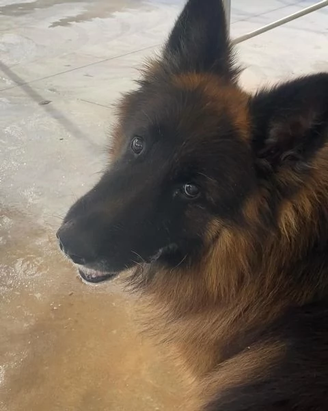 HULK meraviglioso PASTORE TEDESCO a pelo lungo cerca adozione | Foto 2