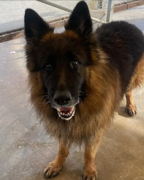 HULK meraviglioso PASTORE TEDESCO a pelo lungo cerca adozione | Foto 1