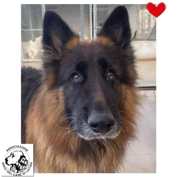 HULK meraviglioso PASTORE TEDESCO a pelo lungo cerca adozione
