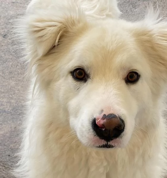 NEVE meravigliosa cagnolina 3 anni cerca adozione - canile Latina | Foto 4