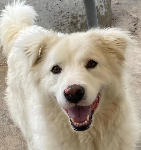 NEVE meravigliosa cagnolina 3 anni cerca adozione - canile Latina | Foto 3