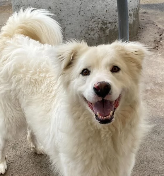 NEVE meravigliosa cagnolina 3 anni cerca adozione - canile Latina | Foto 2