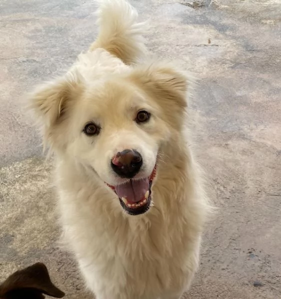 NEVE meravigliosa cagnolina 3 anni cerca adozione - canile Latina | Foto 1