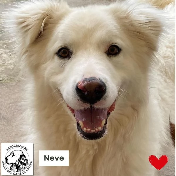 NEVE meravigliosa cagnolina 3 anni cerca adozione - canile Latina