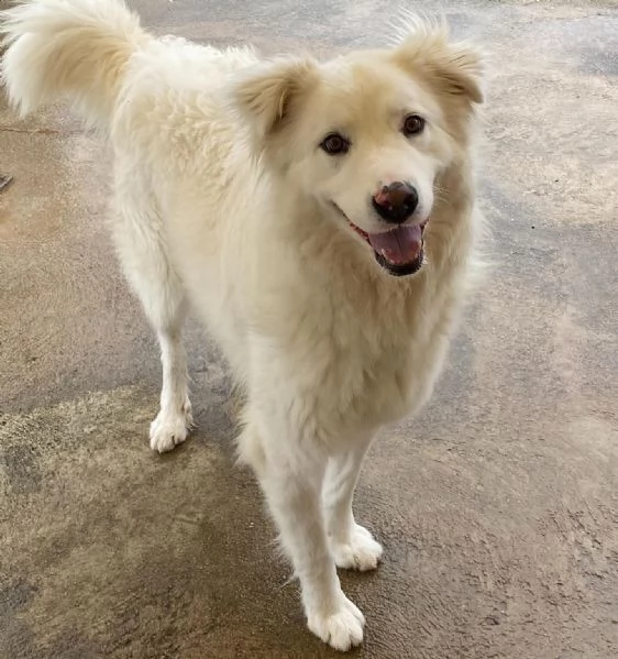 NEVE meravigliosa cagnolina 3 anni cerca adozione - canile Latina | Foto 0