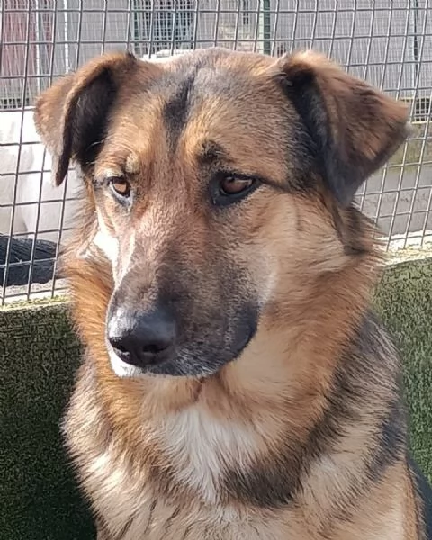 ELEKTRA lupetta 2 anni cerca adozione - canile di Latina | Foto 3