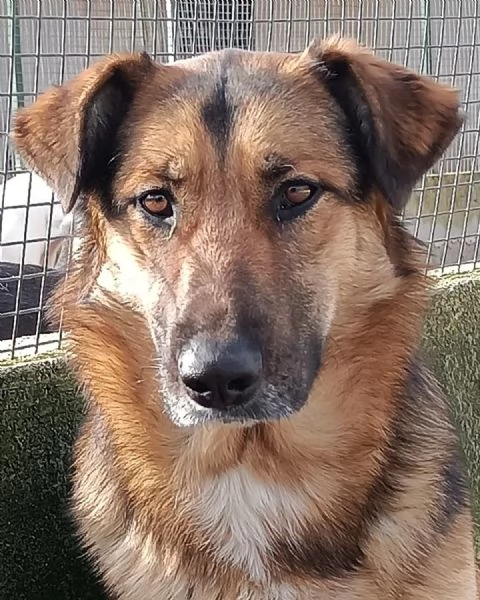 ELEKTRA lupetta 2 anni cerca adozione - canile di Latina | Foto 2